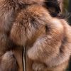 Golden Fox - Short Line